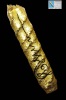 ตะกรุดพระลักษณ์หน้าทอง หลวงปู่กาหลง วัดเขาแหลม ปี2550