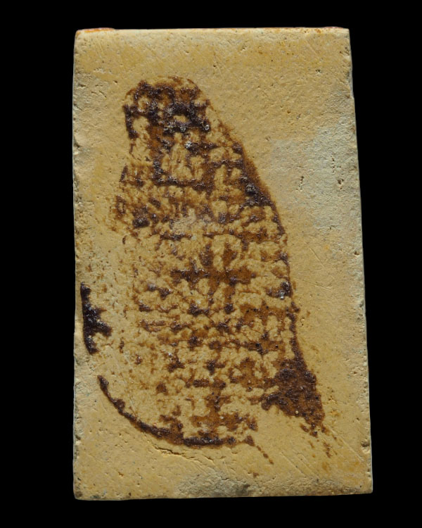 พระสมเด็จนาคปรกพิมพ์ใหญ่ วัดเกาะกลอย จ.ระยอง หลวงปู่ทิม,และเกจิสายระยอง ร่วมปลุกเสก ปี 2514  จัดสร้า - 2