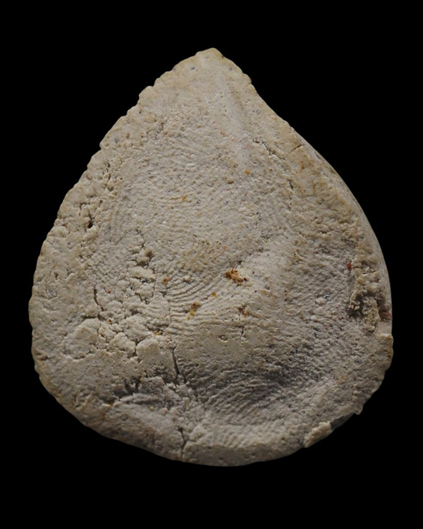 พระปิดตามีลาภ ยุคต้น หลวงพ่อแช่ม วัดดอนยายหอม จ.นครปฐม ปี 2514  พระปิดตามีลาภ ซึ่งเป็นพระปิดตายุคแรก - 3