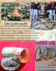 อำพันองค์พระปฐมเจดีย์​ 