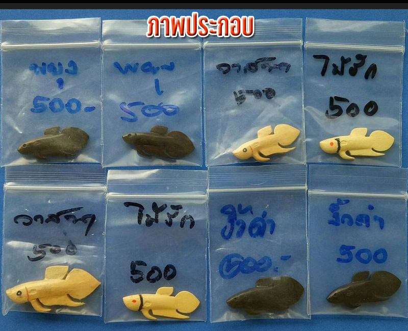 ปลากัดเรียกลาภ  หลวงพ่อน่วม วัดโพธิ์ศรีเจริญ จ.สุพรรณบุรี - 2