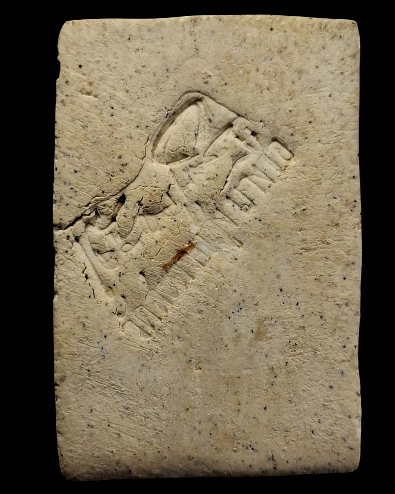 พระสมเด็จ พิมพ์ปรกโพธิ์ พระอาจารย์ เชื้อหนูเพช - 4