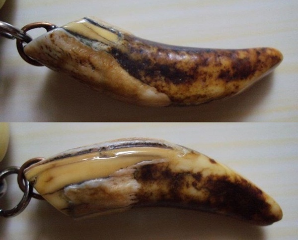 สอบถาม เขี้ยว