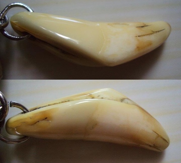 สอบถาม เขี้ยว