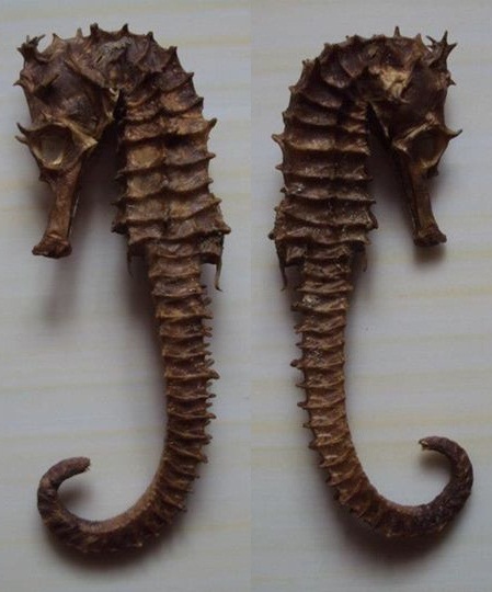 สอบถาม ม้าน้ำ