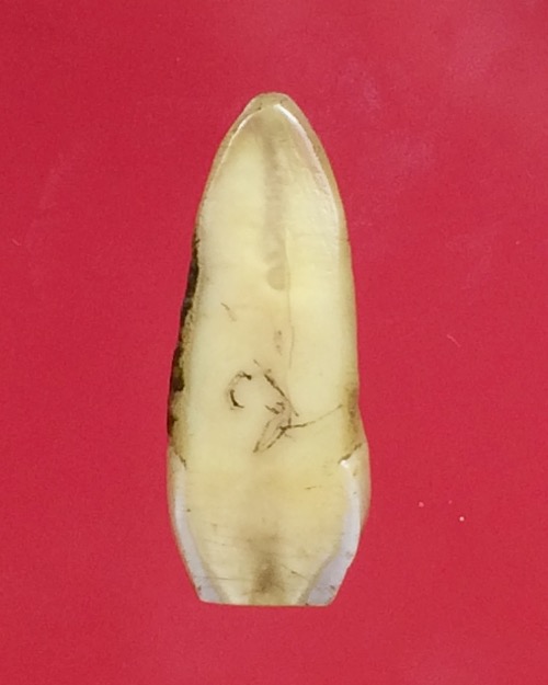 เขี้ยวแกะครับ