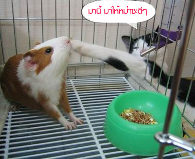 ชมภาพ ขำๆ กัน คลายเครียดดีกว่า....?