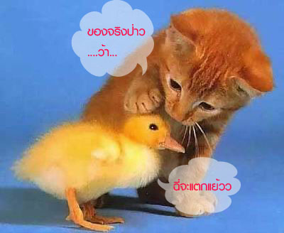 ชมภาพ ขำๆ กัน คลายเครียดดีกว่า....?