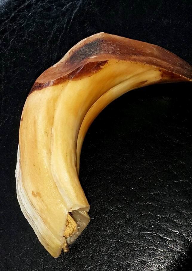 สอบถามเขี้ยวหมูครับ 