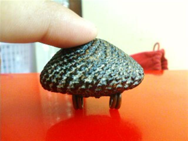 ขาย เบี้ยแก้หลวงปู่บุญ วัดกลางบางแก้ว ติดรางวัลที่ 1