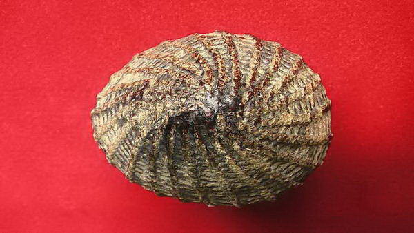 เบี้ยแก้