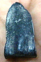 พิมพ์พระรอด เนื้อดำ