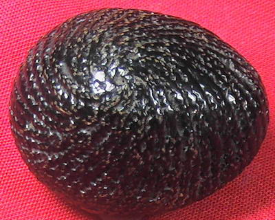 เบี้ยแก้หลวงปู่เพิ่มครับ