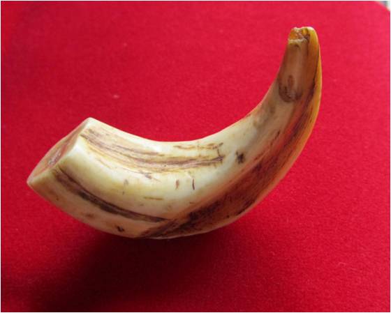 สอบถามครับ ไม่ทราบว่าเป็นเขี้ยว อะไรครับ