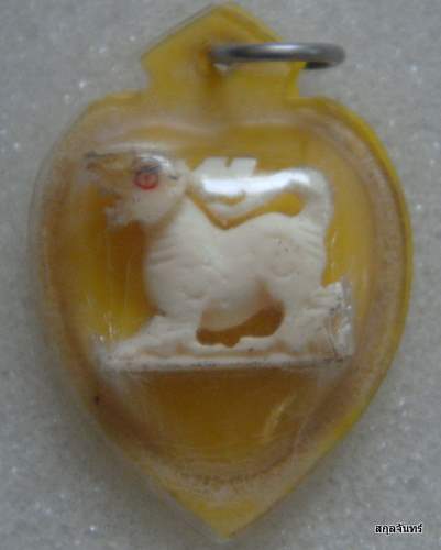 สิงห์งาแกะตัวเล็กครับ