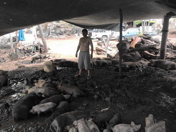 อาหารหมู มาแลกพระได้ครับ