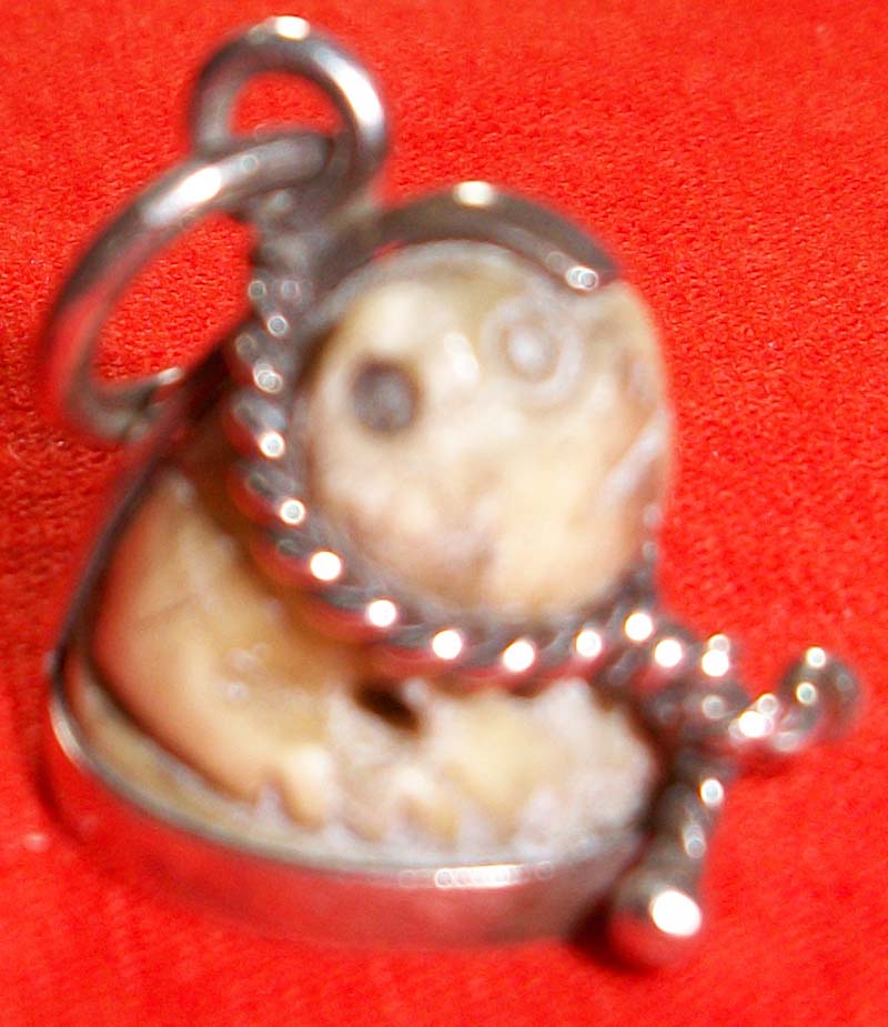 ดูเสือให้หน่อยครับ แท้มะครับของที่ไหน