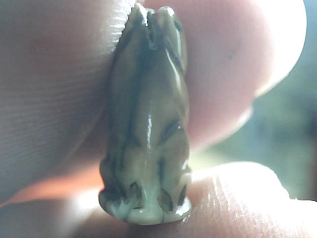 เสือตัวเล็ก น่ารักครับ