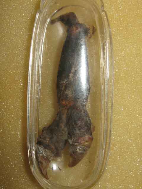 เดือยงูเหลือมเก่า