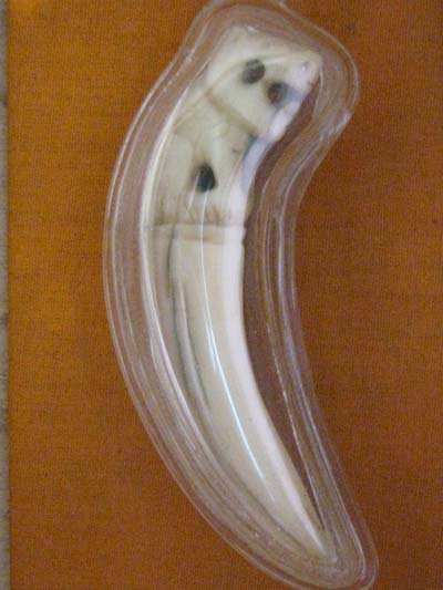 เขี้ยวหมูหลวงพ่อไสว วัดปรีดาราม