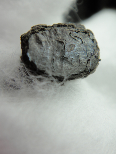 ปิดตาที่ไหนครับ แท้มั้ยครับ