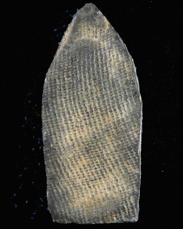 ลีลากำแพงขาวแท้ป่าวครับ