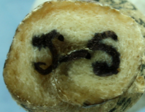 ตะกรุดหนังกลอง จารมือ หลวงปู่จำลอง วัดเจดีย์แดง 