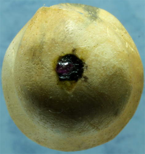 ปลักขิกมหาเสน่ห์ พ่อท่านเขียว วัดห้วยเงาะ รุ่นอภิมหาโชค มงคลชุมแสง ปี 2554