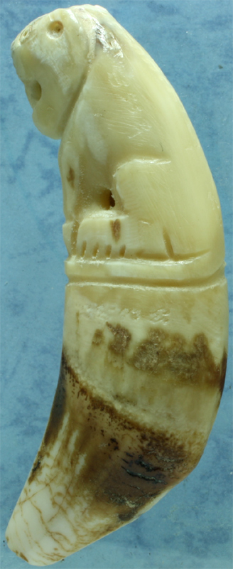 เสือเขี้ยวหมีแกะ หลวงพ่อฟู วัดบางสมัคร มีจาร สูง 8 ซ.ม.