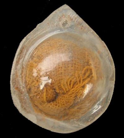 ขาย ลูกอมชานหมาก หลวงปู่สี วัดถ้ำเขาบุญนาค จ.นครสวรรค์