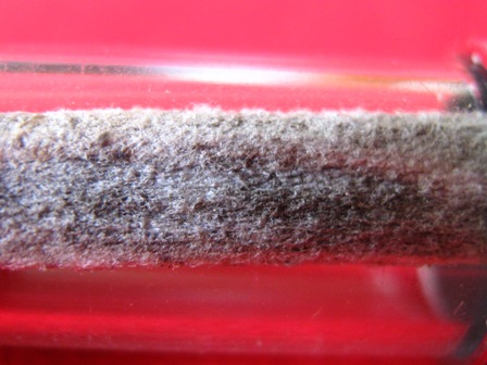 ว่านมงคล เครือสาวหลง เครือเขาหลง หรือ เครือเถาหลง ของอาภรรพ์..ทางธรรมชาติ ของทนสิทธิ์ ผู้มีวิชาอาคมถ