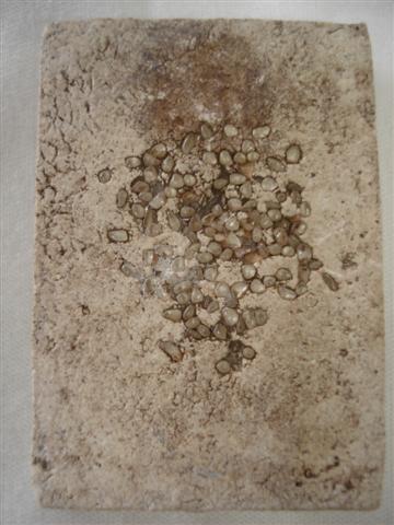 กรุวัดพระแก้ว