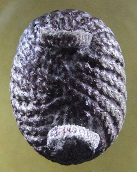 สอบถามผู้รู้หน่อยครับ เบี้ยแก้ที่ไหนครับ++