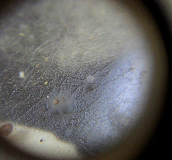 หลวงพ่อคูณ