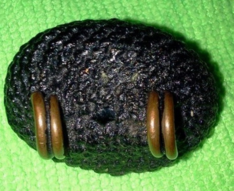 เบี้ยแก้ อาจารย์เจือ วัดกลางบางแก้ว ครับ