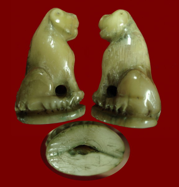 ##...เขี้ยวเสือแกะ เนื้อฉ่ำมาก แกะจากเขี้ยวเสือแท้ เก่าแน่นอน ...##