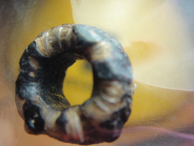 ตะกรุดพิศมร หลวงพ่อแก้ว วัดพวงมาลัย