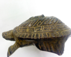 รูปเต่าเพิ่มเติมครับ