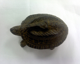 รูปเต่าเพิ่มครับ