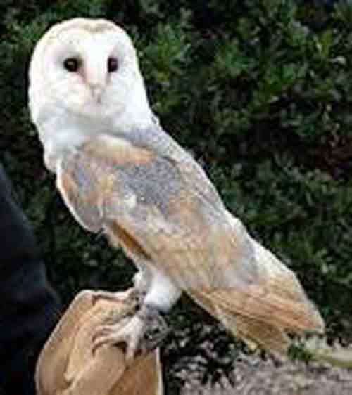 เห็นพี่เขาเปิดตัวกัน..อิฉันขอเปิดตัวบ้างเจ้าค่ะ..สวยไม่สวยอย่าว่ากันนะเจ้าคะ