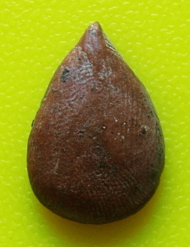 [Auto] บุ๊คหัวหิน - กลีบบัว เนื้อดิน เก่ามากๆ ครับ