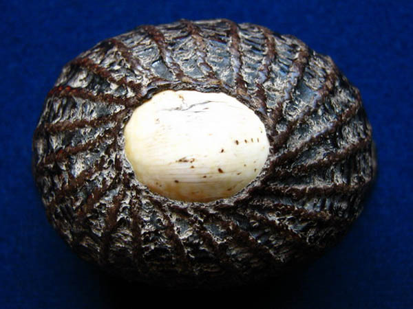 [Auto] บึงของหลง - @@@...เบี้ยแก้...สายไหน...ใครรู้ที่...แวะชมดูก่อนค่ะ...@@@