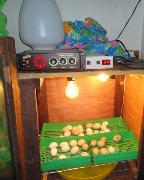 ขอหยุดกิจกรรม ไปเพาะเลี้ยงไก่