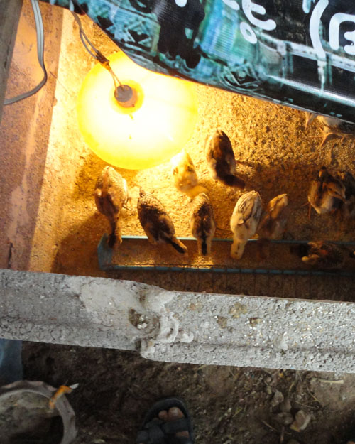 ขอหยุดกิจกรรม ไปเพาะเลี้ยงไก่