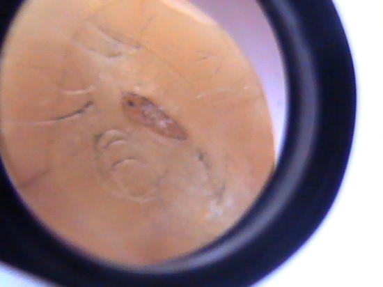 สอบถาม เสือ หลวงพ่อปาน ครับ