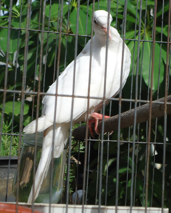 หาคู่ให้หน่อยครับ