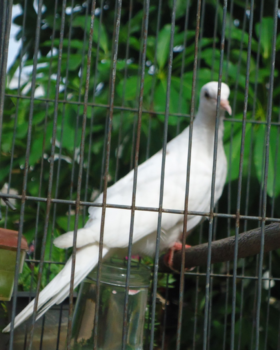 หาคู่ให้หน่อยครับ