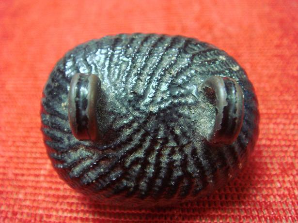 เบี้ยแก้ หลวงปู่บุญ วัดกลางบางแก้ว (มีหลายลูกครับ) แท้ไหมครับ รบกวนพี่พี่ ผู้รู้ ครับ