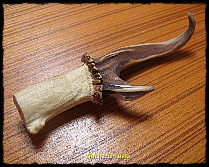 ขาย เขากวางเล็ก สวยๆ เอาไปทำพวงกุญแจ หรือ ติดแท่นไม้โชว์ 400.-