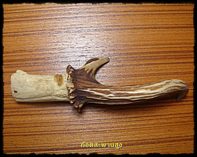 ขาย เขากวางเล็ก สวยๆ เอาไปทำพวงกุญแจ หรือ ติดแท่นไม้โชว์ 400.-